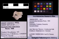 Foto (Objekt + Etiketten) von Goniodromites bidentatus (Reuss, 1859) (NHMW-GEO-1990-0041-0032)